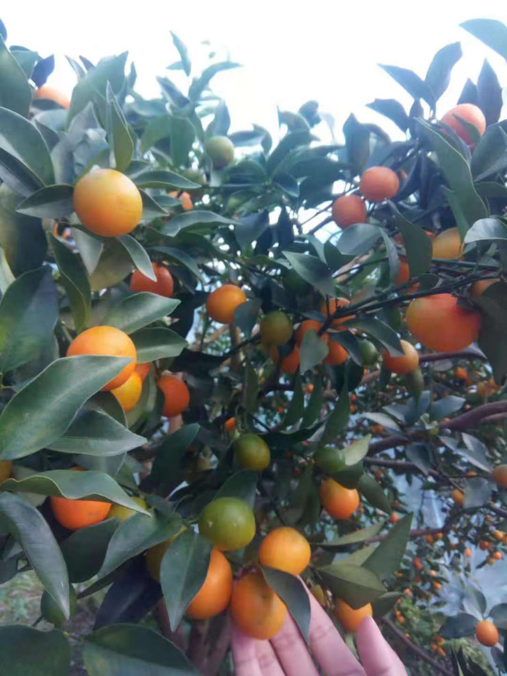 南宫电竞-不凡成就非凡,相信品牌的力量